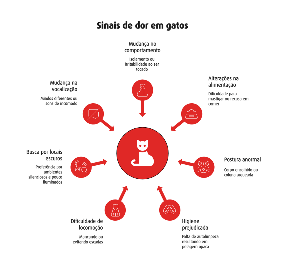 Infográfico em círculos mostrando sinais que indicam que um gato está com dor